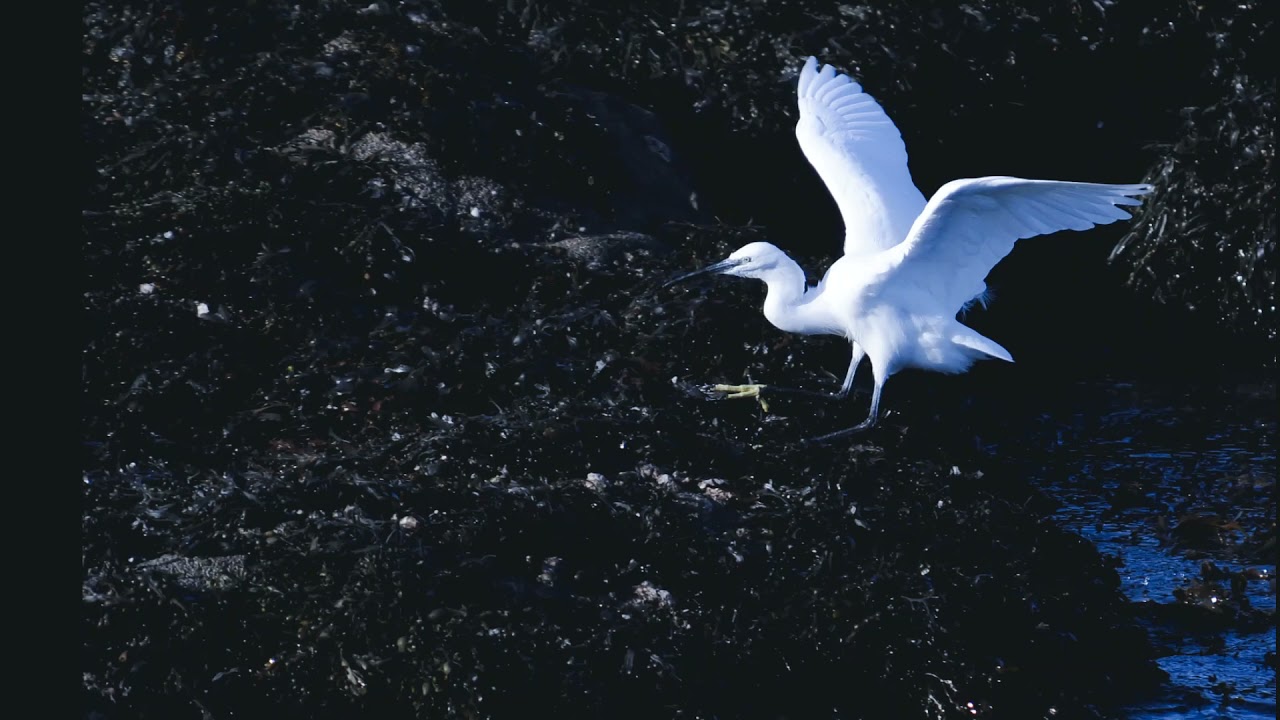 oiseaux des rivi&egrave;res et &eacute;tangs
