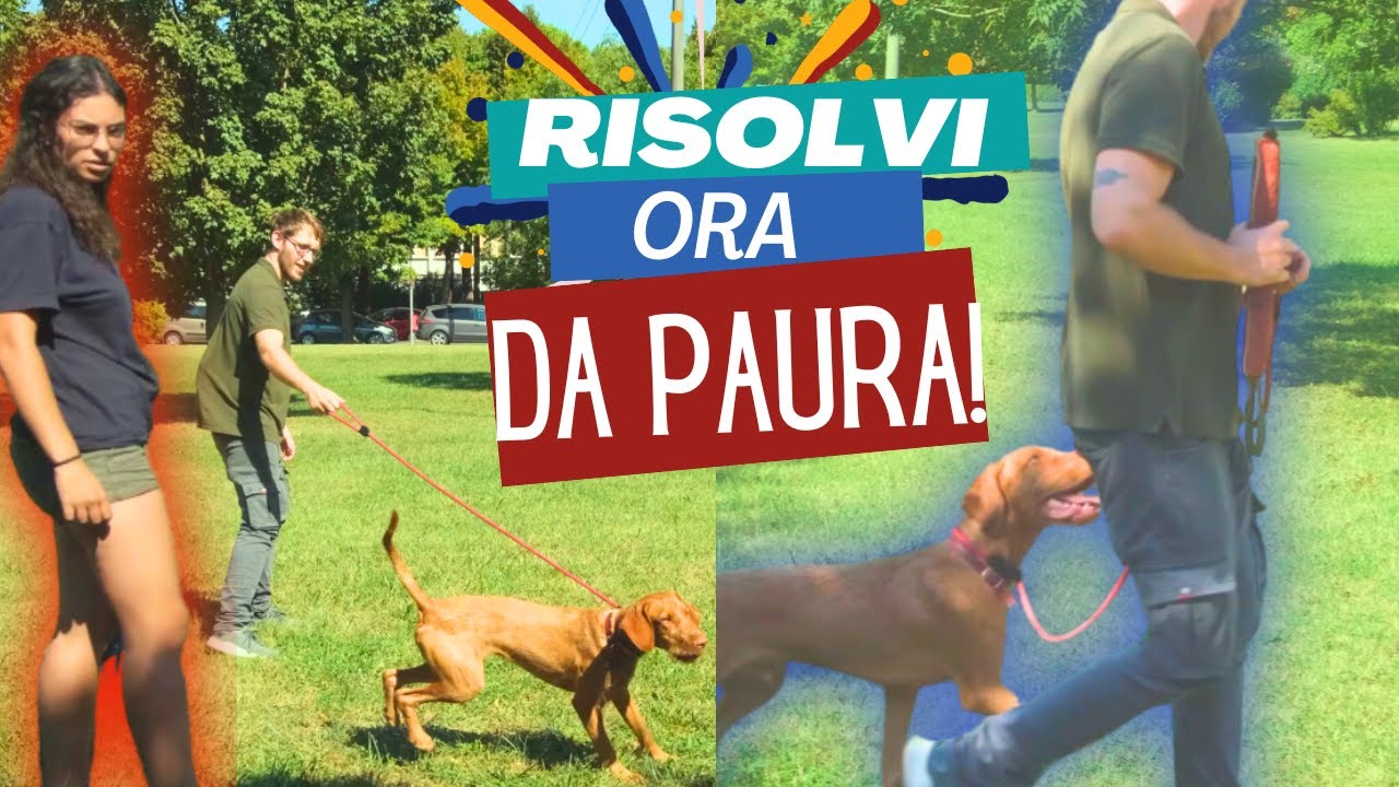 Come risolvere l'AGGRESSIVITA' al guinzaglio: ti bastano 15 minuti