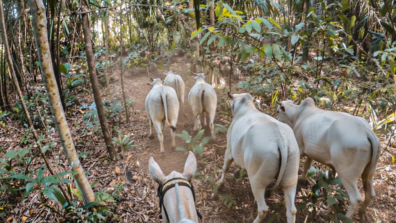 Boiada correu para a mata - Boi brincando de gira gira