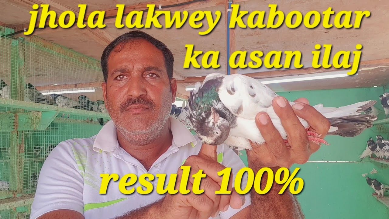 jhola lakwey kabootar ka desi ilaj ka tarika result k sat||Informative video||@Dubai pigeon club