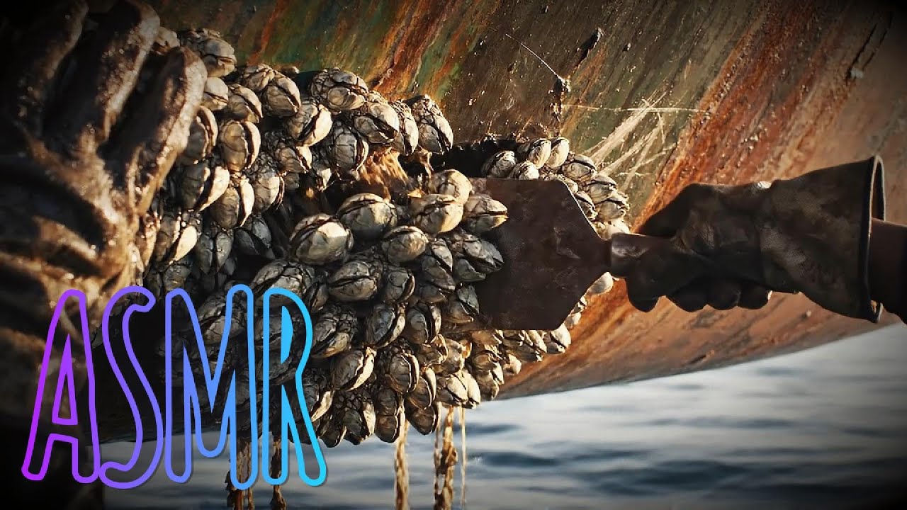 ASMR Have You Ever Heard a Goose Barnacle? From Cliff to Plate..
