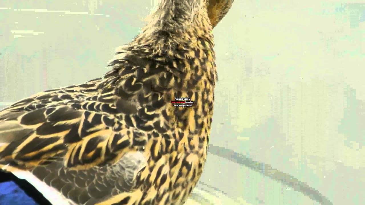 Hacked Gh2