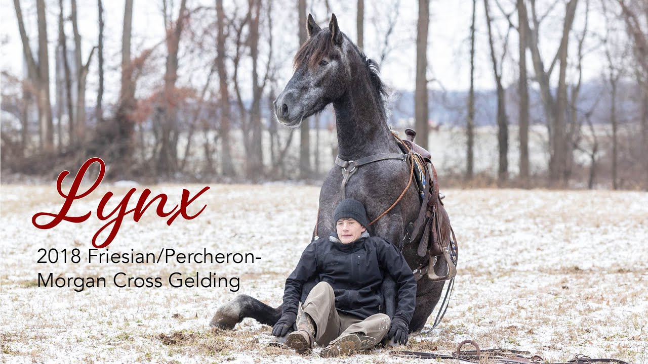 SOLD 2018 Friesian Percheron/Morgan Cross Gelding | Michiana Friesian Sale