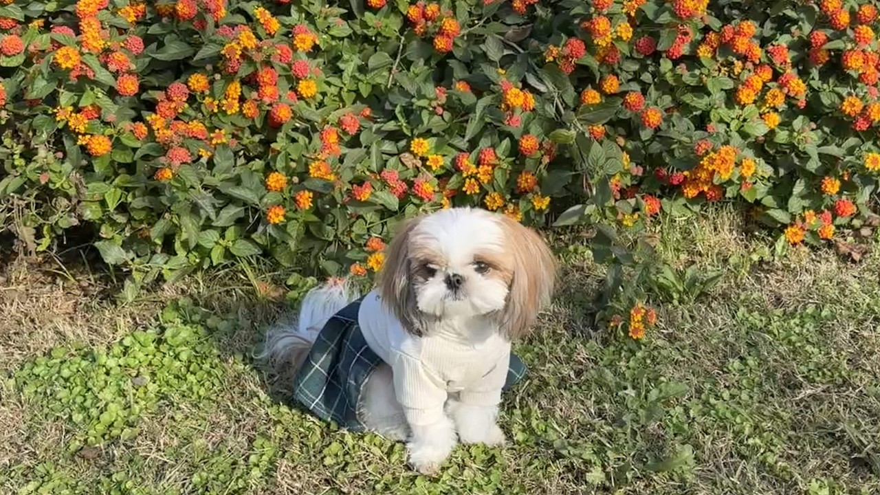 스페인에 있는 시츄 본 적 있으세요? (세비야, 애견동반 해외 여행)