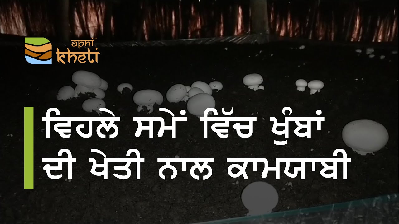 ਛੋਟੇ ਪੱਧਰ ਤੇ ਸ਼ੁਰੂ ਕੀਤੀ ਖੁੰਬਾਂ ਦੀ ਖੇਤੀ ਤੇ ਹੋਇਆ ਕਾਮਯਾਬ I Mushroom Farming in Punjab