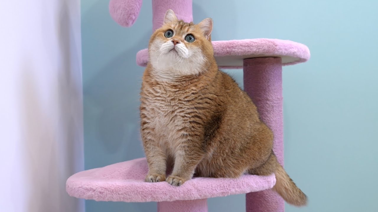 Say hello to the VETRESKA Heartpurrink Cat Climber!