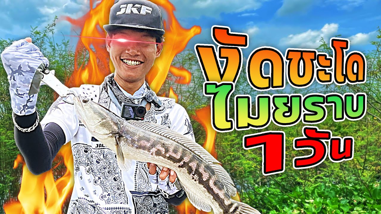 Джеки Фишинг поймал на лодке гигантского змееголова! Гигантский змееголов выскочил и яростно укус...