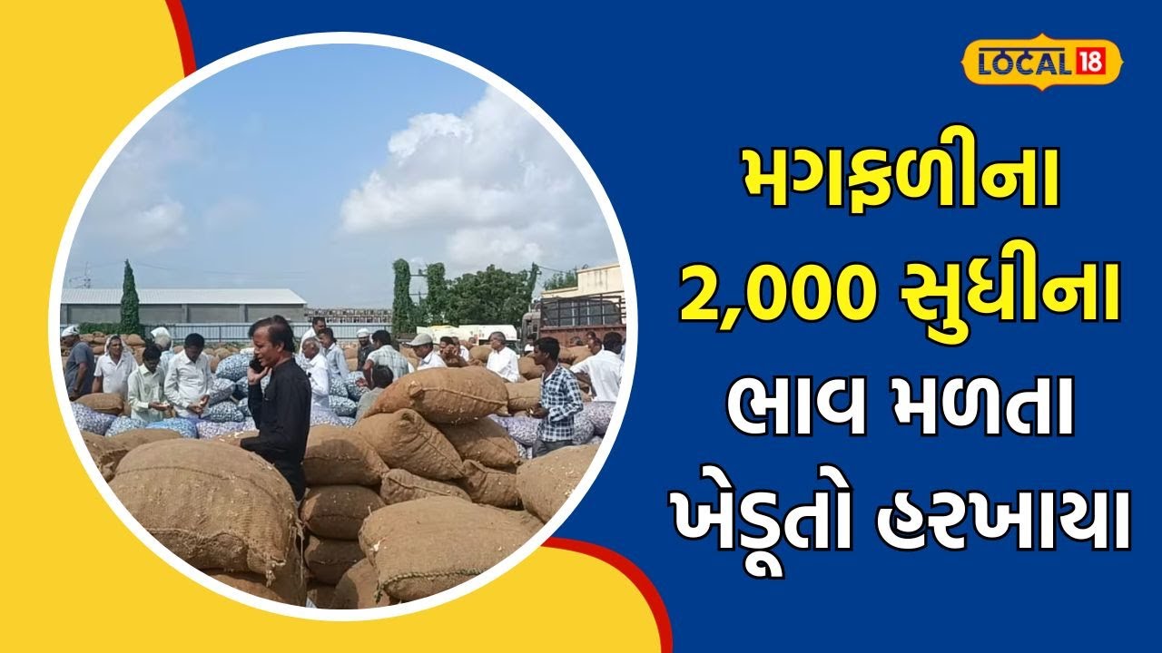Hapa Marketing Yard | મગફળી વેચવા માટે કરો આ યાર્ડની પસંદગી, થઇ જશો માલામાલ | #local18