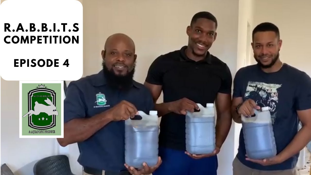 R A B B I T S  Competition Ep 4