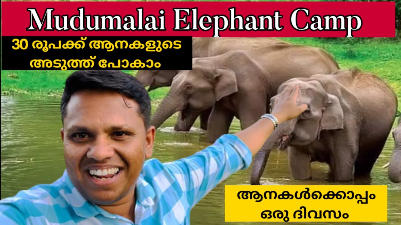 Mudumalai Elephant Camp Malayalam // Bandipur Forest Entry // Forest Videos / കാട്ടിലൂടെ ഒരു യാത്ര /