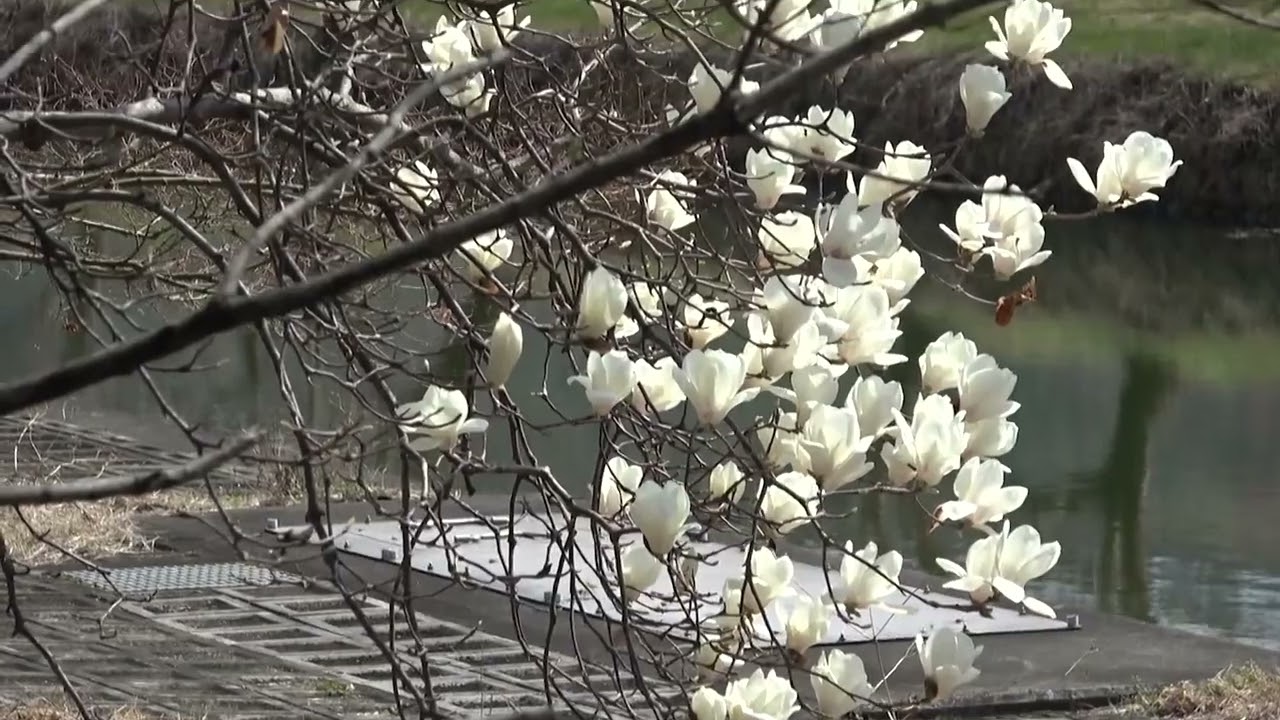 ワイエムエス　フレンドリー　うきは市の流川桜並木沿いのモクレン開花　2026/03/13