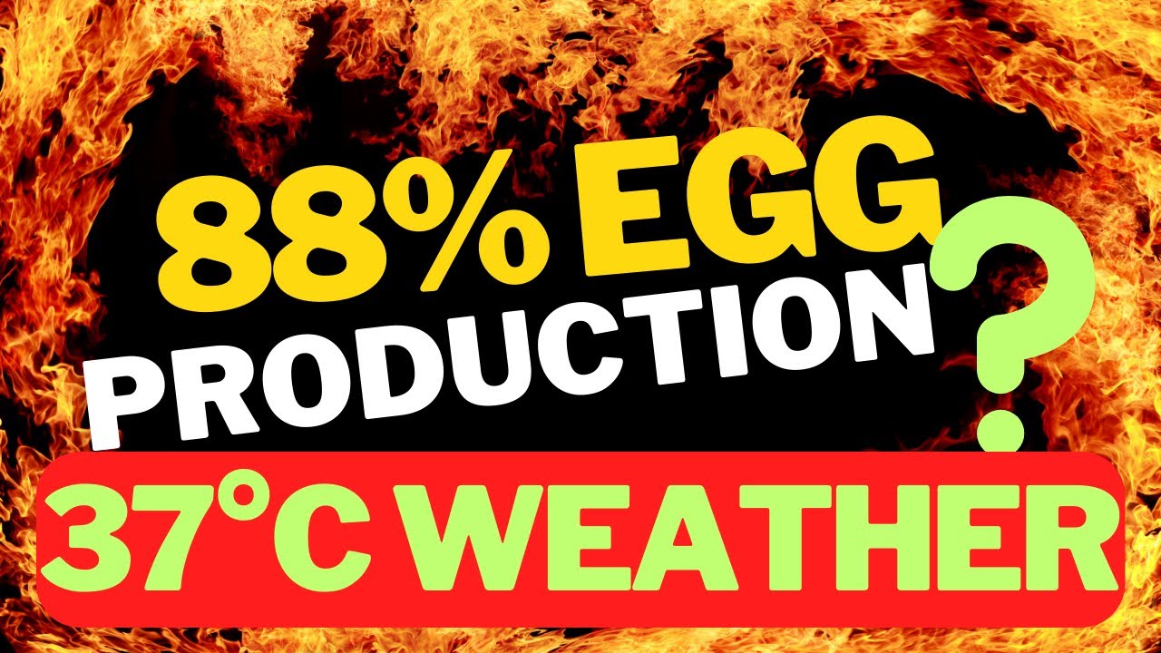 Discover How To Manage Heat Stress: 10 Amazing Ways To Cool Your Poultry In Hot Climates #isabrown