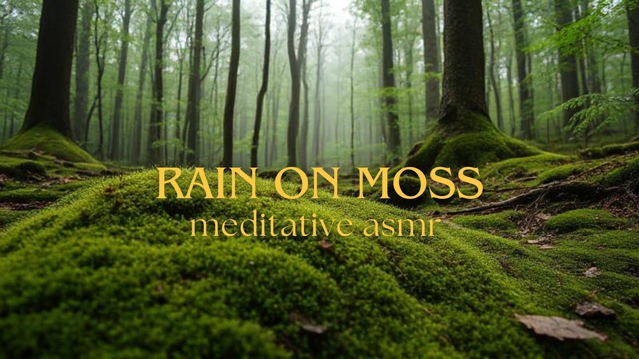 Deep Focus & Relax | Rain on Moss | Meditative ASMR | Nature Ambience & Birds Chirping