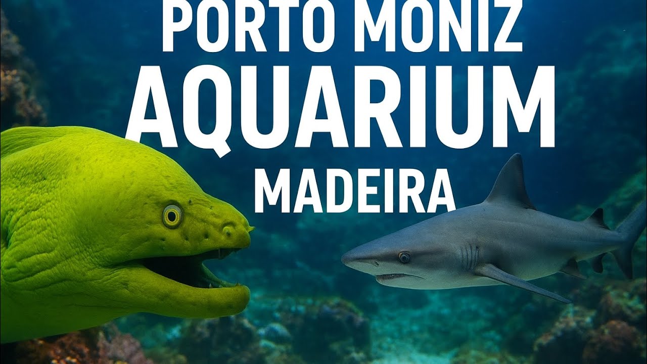 Plongée sous-marine à l’Aquarium de Porto Moniz – Une expérience magique à Madère ✨