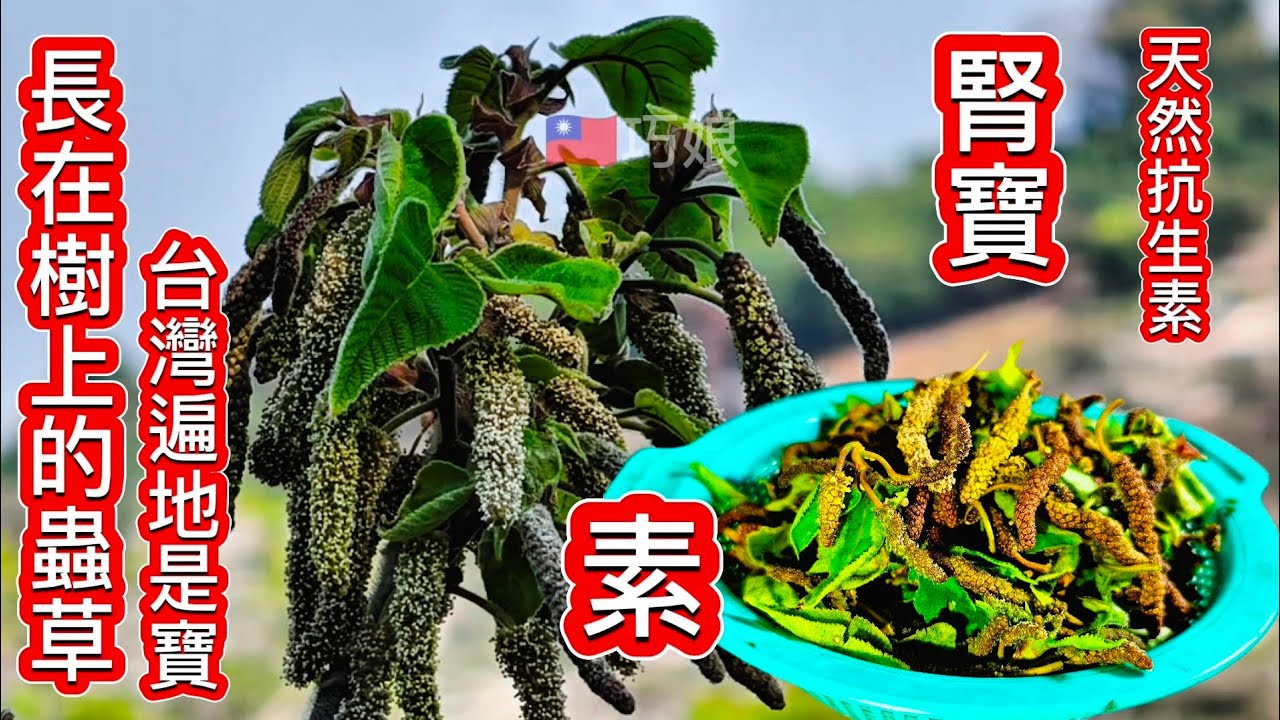 能住台灣太幸運了❗發現長在樹上的蟲草👍購樹公花 天然抗生素 牛皮癬_ 顧腎顧筋骨 