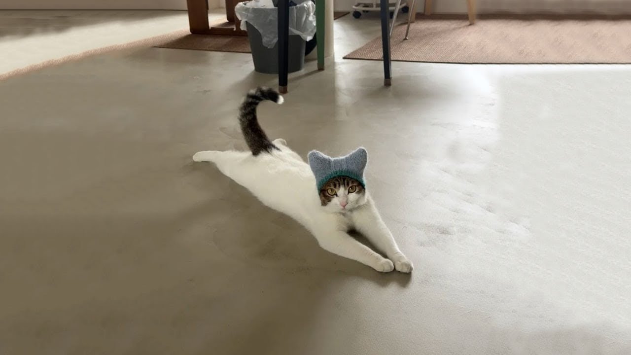 Best Funny Cat Videos Compilation 2025 | Try Not To Laugh Part #1