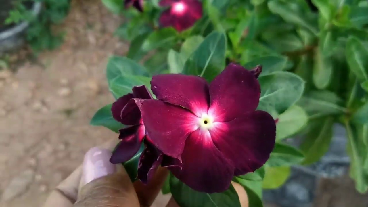 TRÊS DICAS PARA CULTIVAR VINCA
