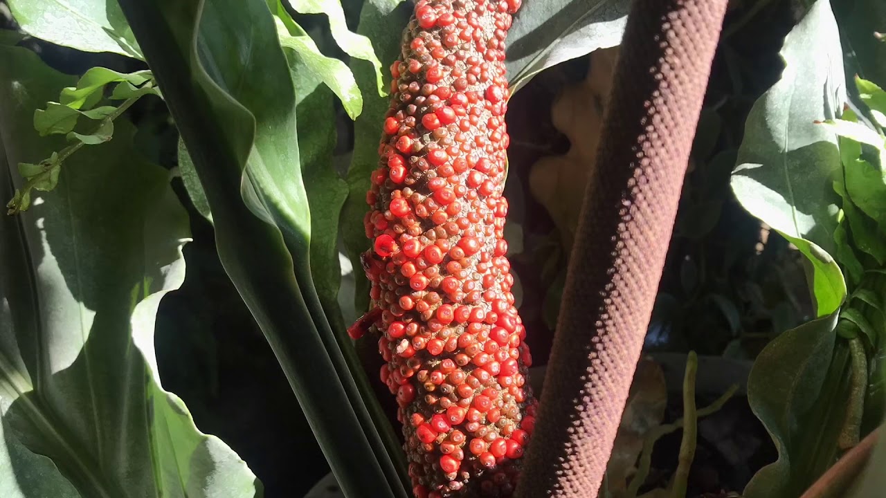 ANTHURIUM PLOWMANII (Seed Germination)
