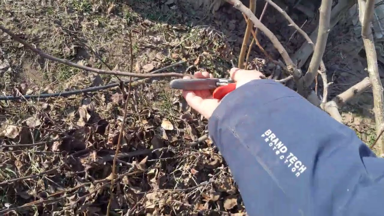 Як обрізати Айву правильно