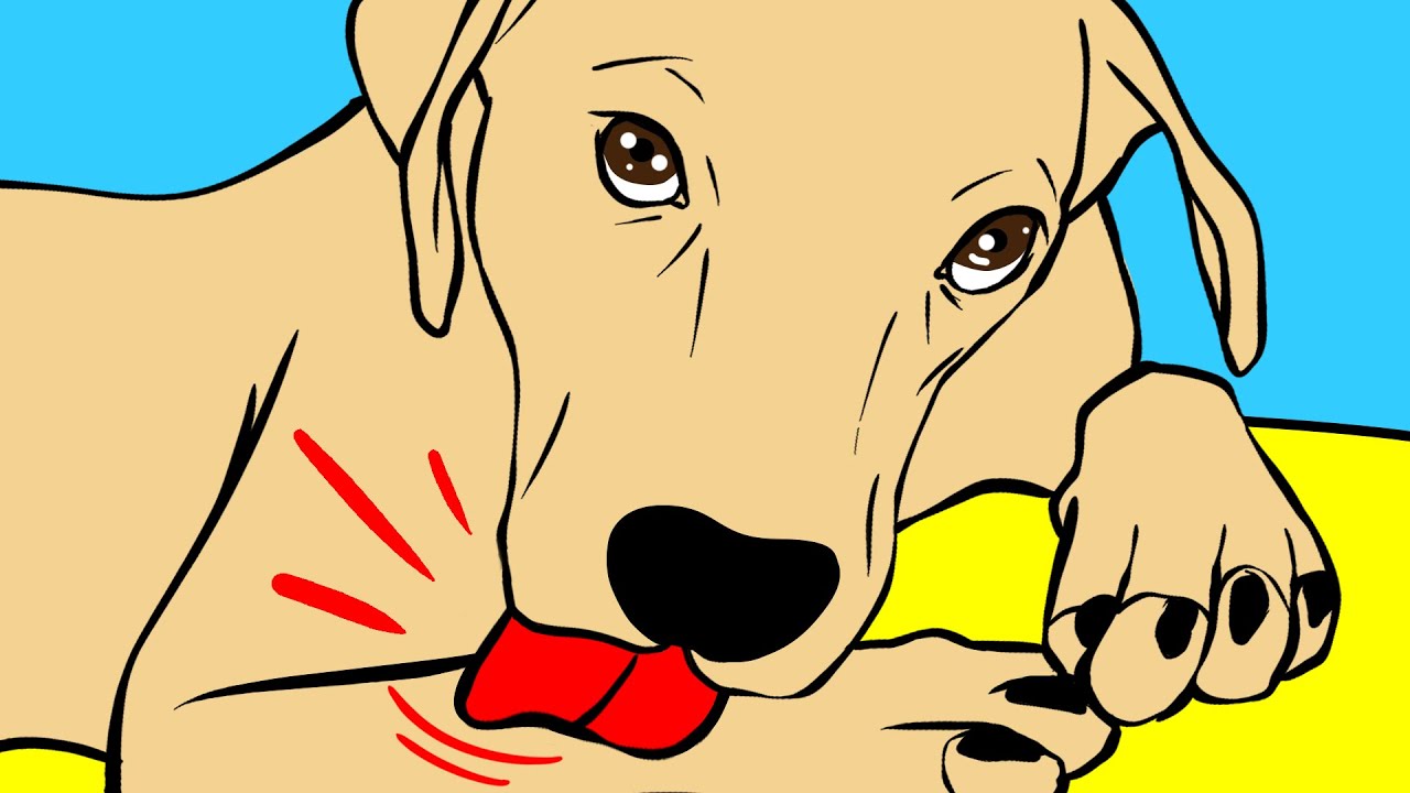 Köpekler Neden Patilerini Yalar ve Köpekler Hakkındaki Başka 29 Gerçek