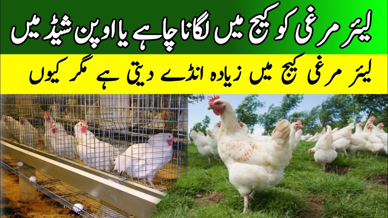 White layer poultry farming in Pakistan | Benefits of whiter layer poultry farming in cages