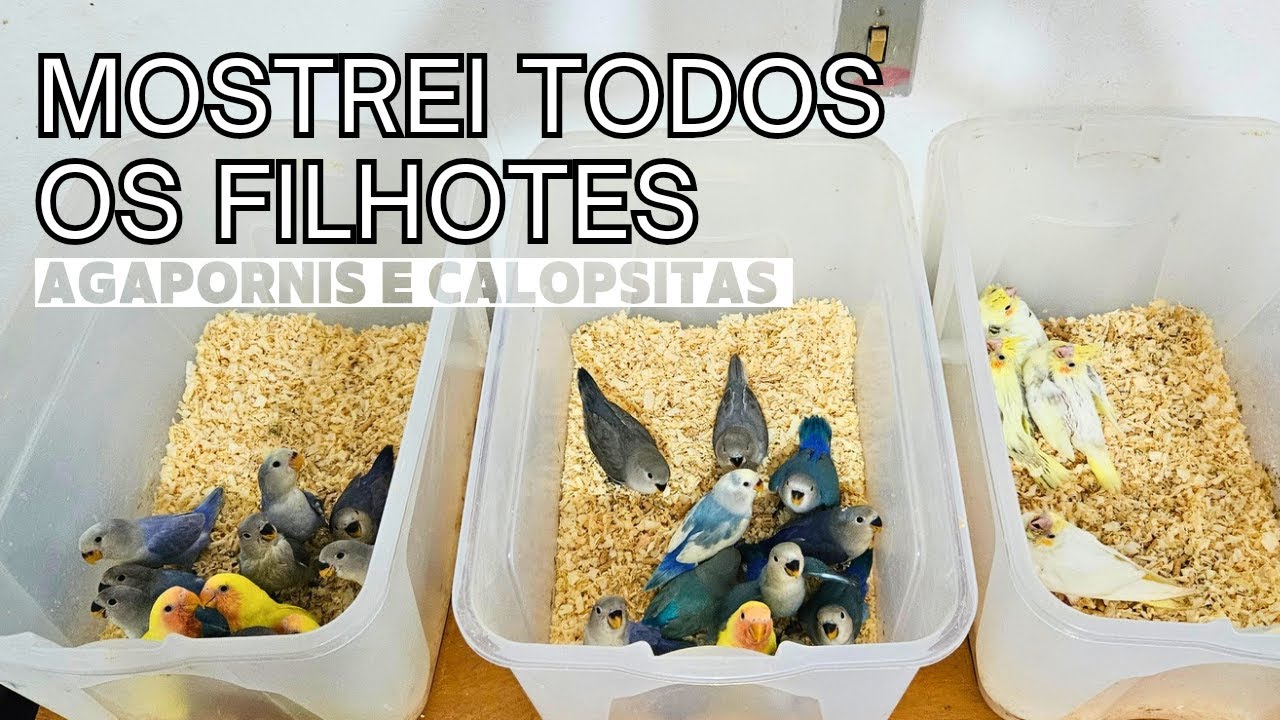 Mostrei Todos os Filhotes de Calopsita e Agapornis