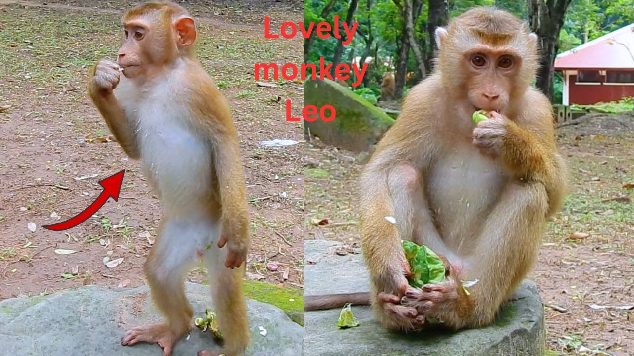 Oh, Lovely monkey Leo is so happy when he has fruit to eat.