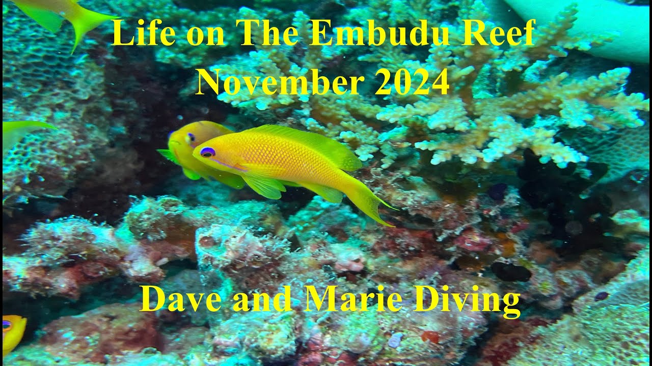 Life on the Embudu Reef, November 2024