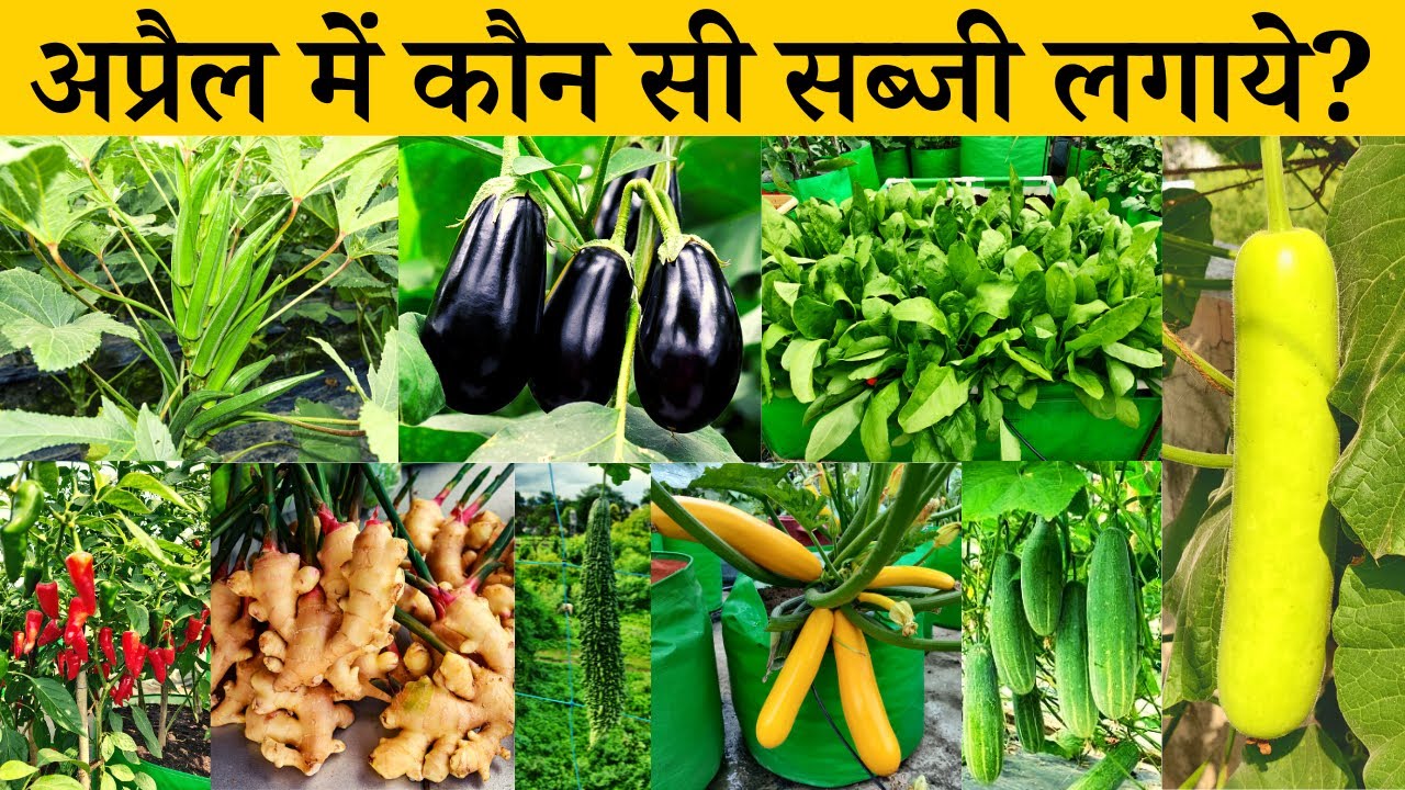 अप्रैल में कौन सी सब्जी लगाएं? April Me Konsi Sabji Lagaye | April Month Vegetable For Home Garden