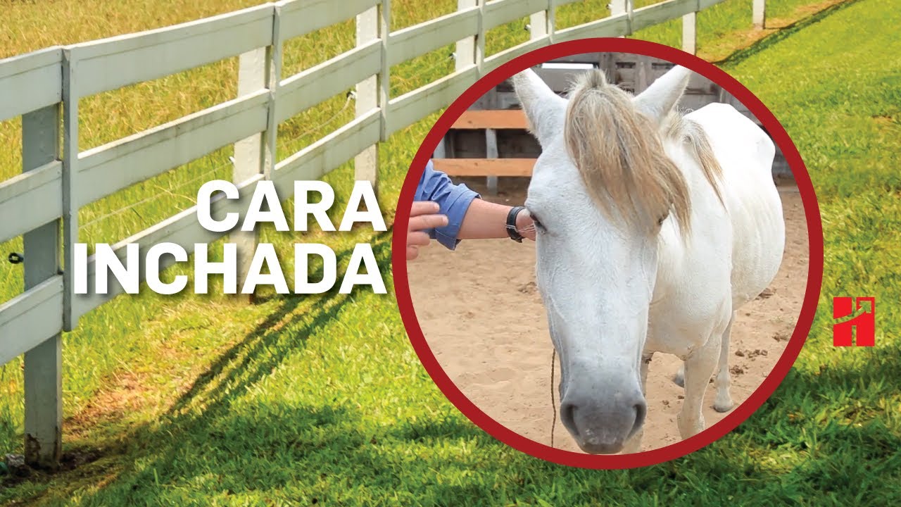 Dicas de Manejo Cara Inchada
