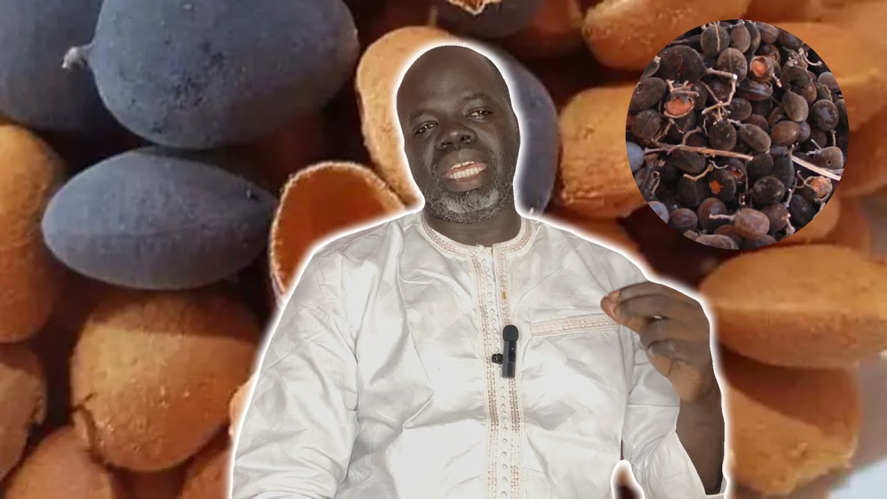 Ndiarignou « Solom » ou Les vertus du Tamarin noir  - Pr Ousmane Ndiaye - SAMA XALAAT TV #papemorlo