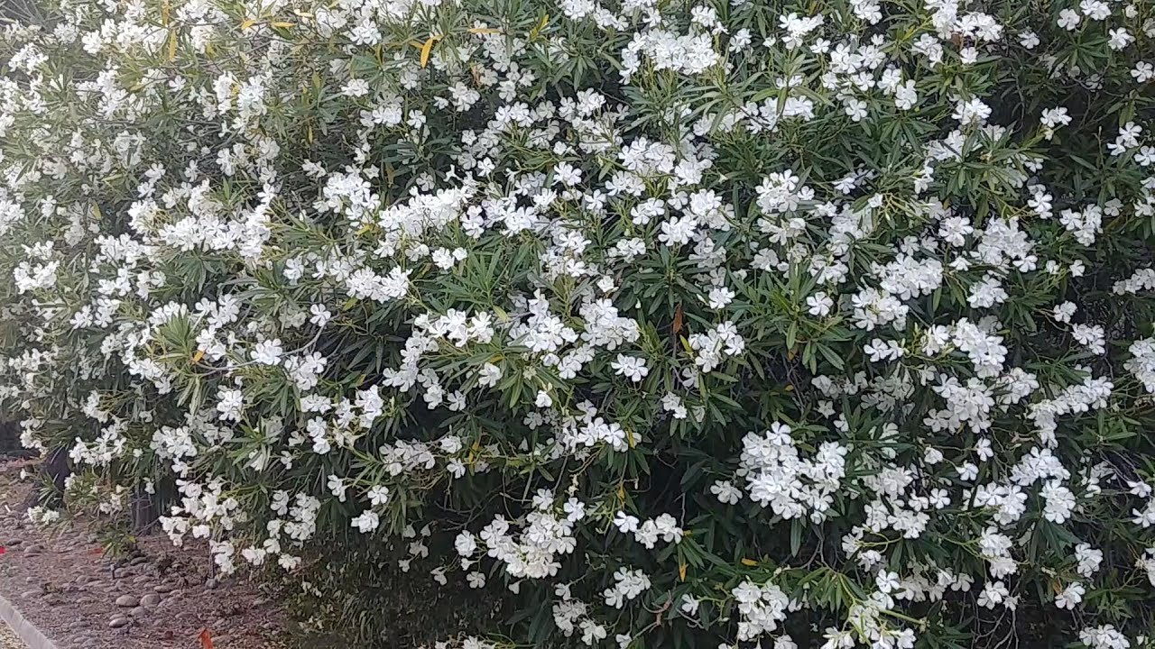 Propagating Oleander from Cuttings Part 1