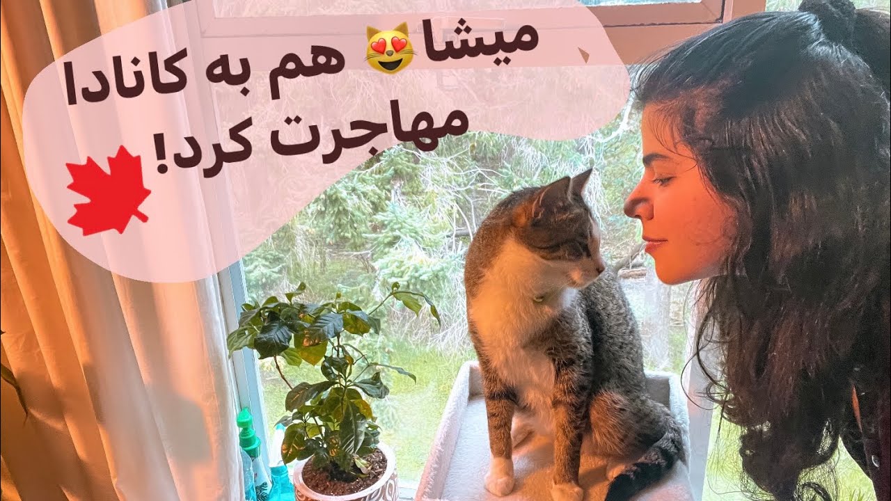 نکات مهم اوردن پت گربه یا سگ به کانادا |how to bring your cat to Canada