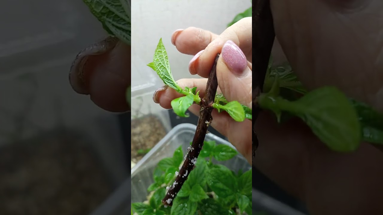 Укоренение деревянного и зеленого черенка от А до Я. Продажа черенков 89527828234