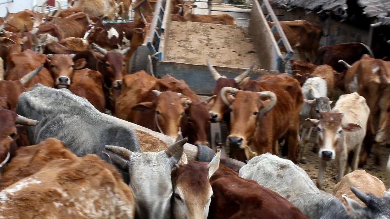 செங்கல்பட்டு குட்டை: காளை மாடுகளும் கிடை மேய்ச்சலும் SengalpattuKuttai : Bullocks &herd grazing