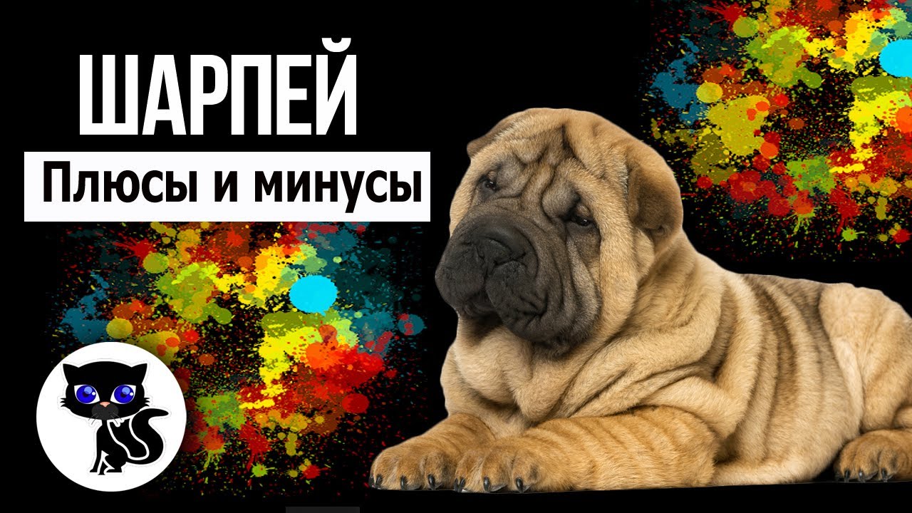 ✔ Шарпей, плюсы и минусы породы. За что мы любим шарпеев?