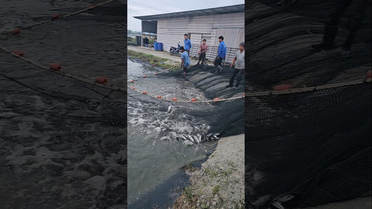 Farm Workers Harvesting Fish – Netting Up the Entire Pond! 👀