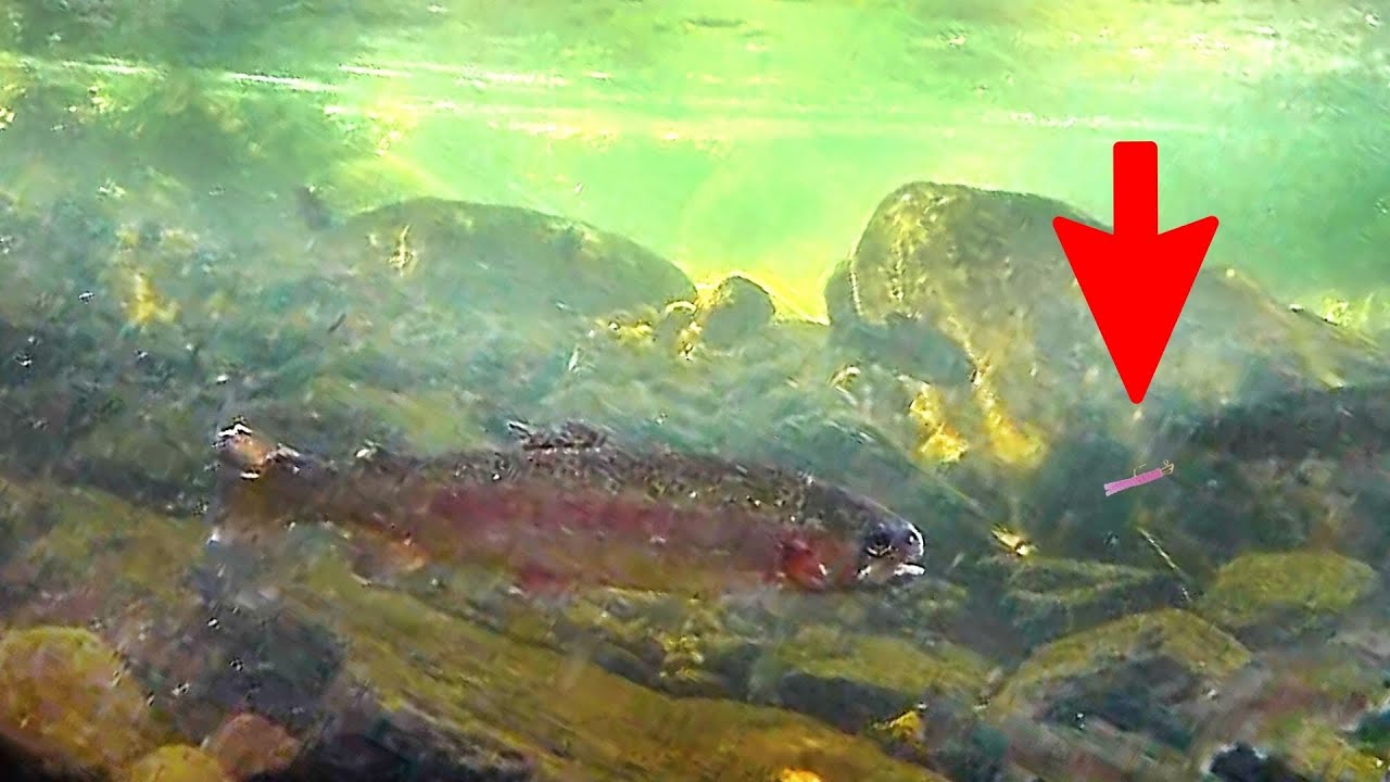 How Trout React to Soft Plastics Underwater! (Insane)