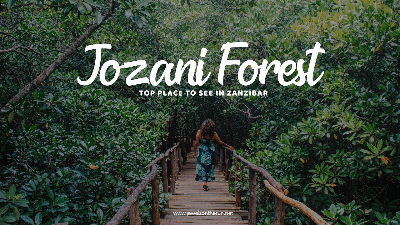 Top Place To See In Zanzibar || JOZANI FOREST 🇹🇿