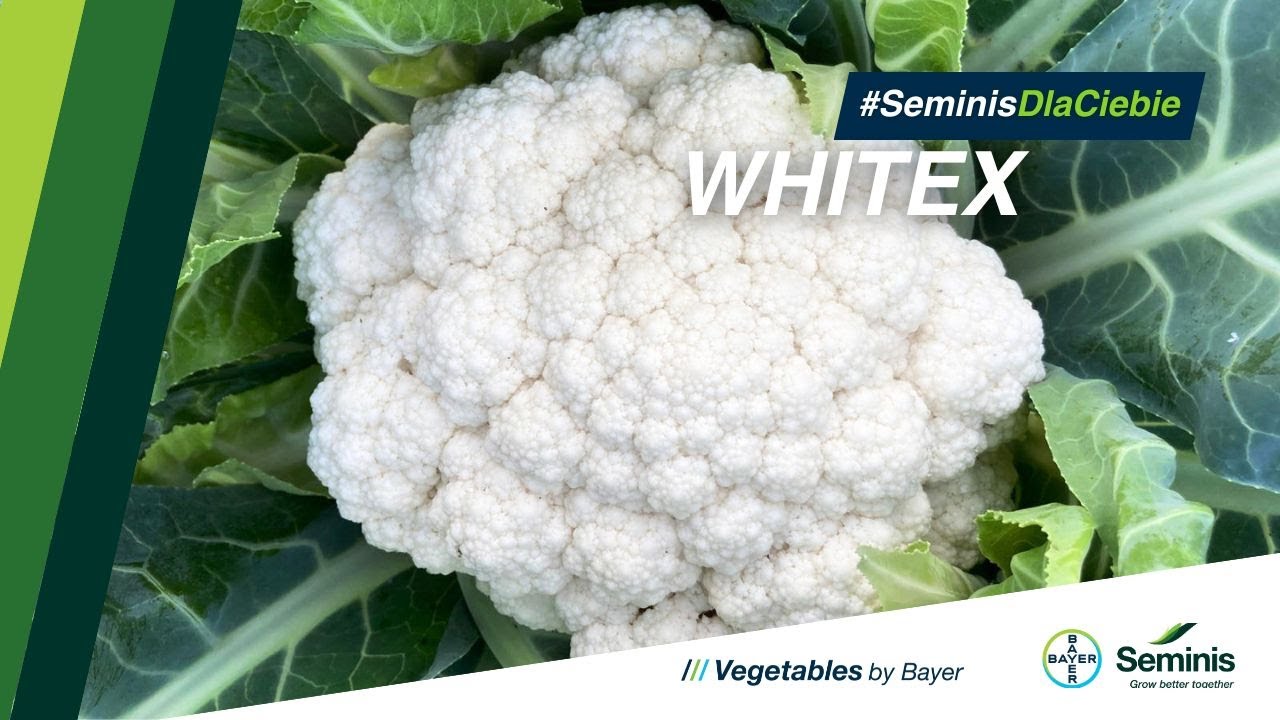 Seminis WHITEX – przełom w uprawie kalafiora!