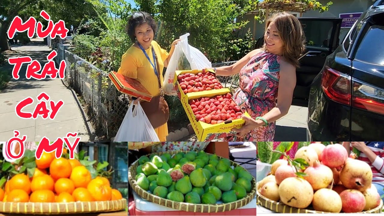 Vườn nhà Thảo Cali đến mùa trái cây trĩu cành. xây cất thêm chỗ trồng sen đá xương rồng ở Mỹ