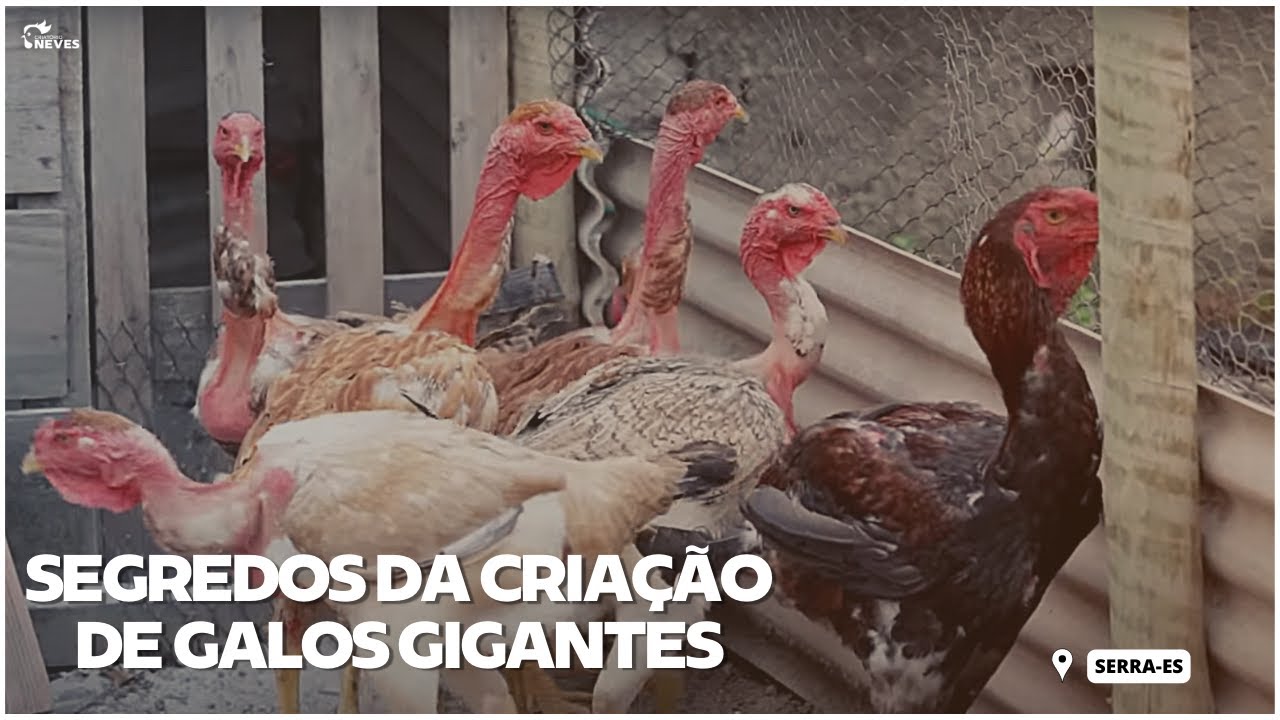 CRIAÇÃO DE POLACO E IG: o que você precisa saber antes de começar e maximizar a RENTABILIDADE