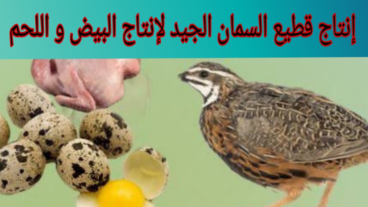 نصائح هامة لإنتاج قطيع السمان الجيد لإنتاج البيض و اللحم.