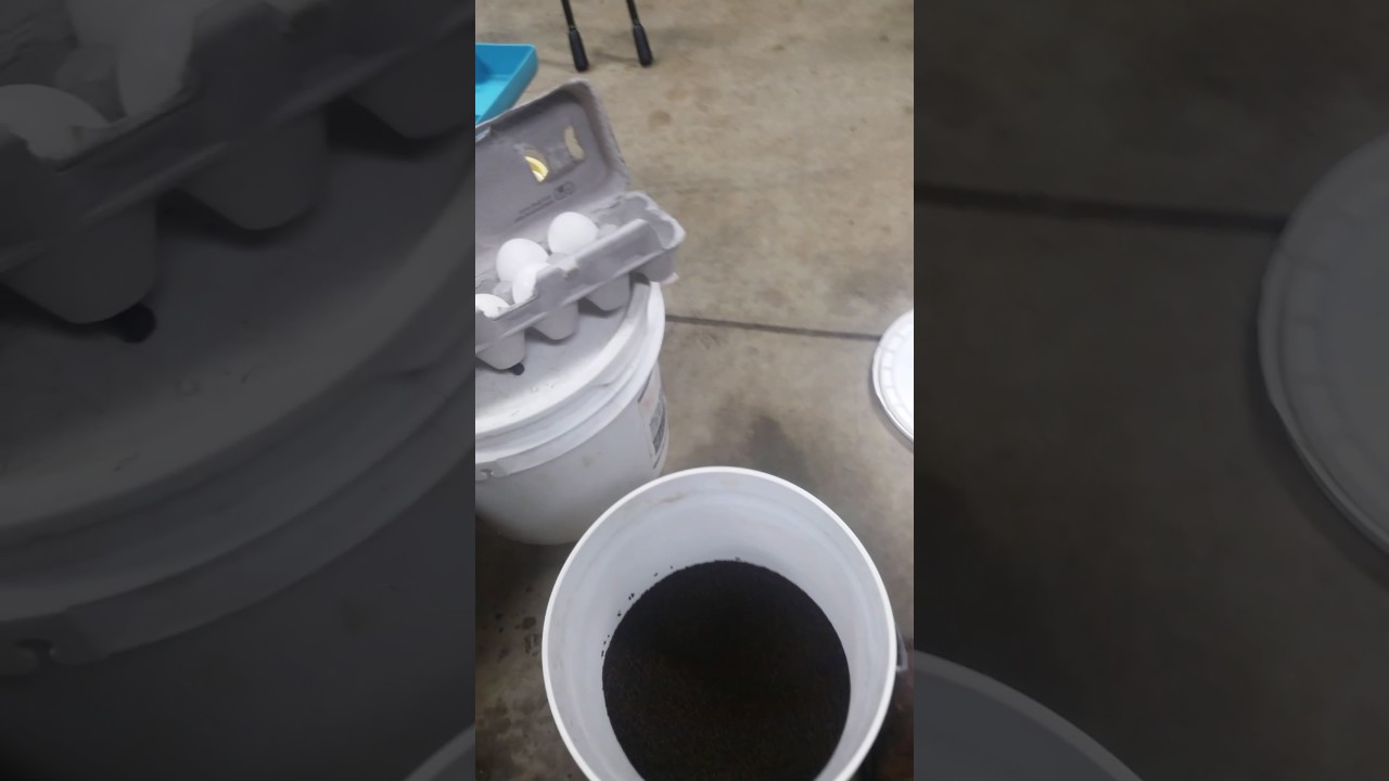 Trout chow pack bait with eggs