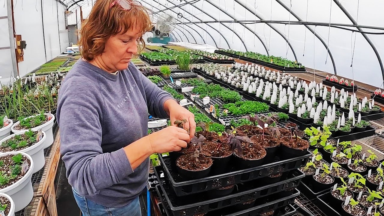 Our Greenhouse Is Almost Full!