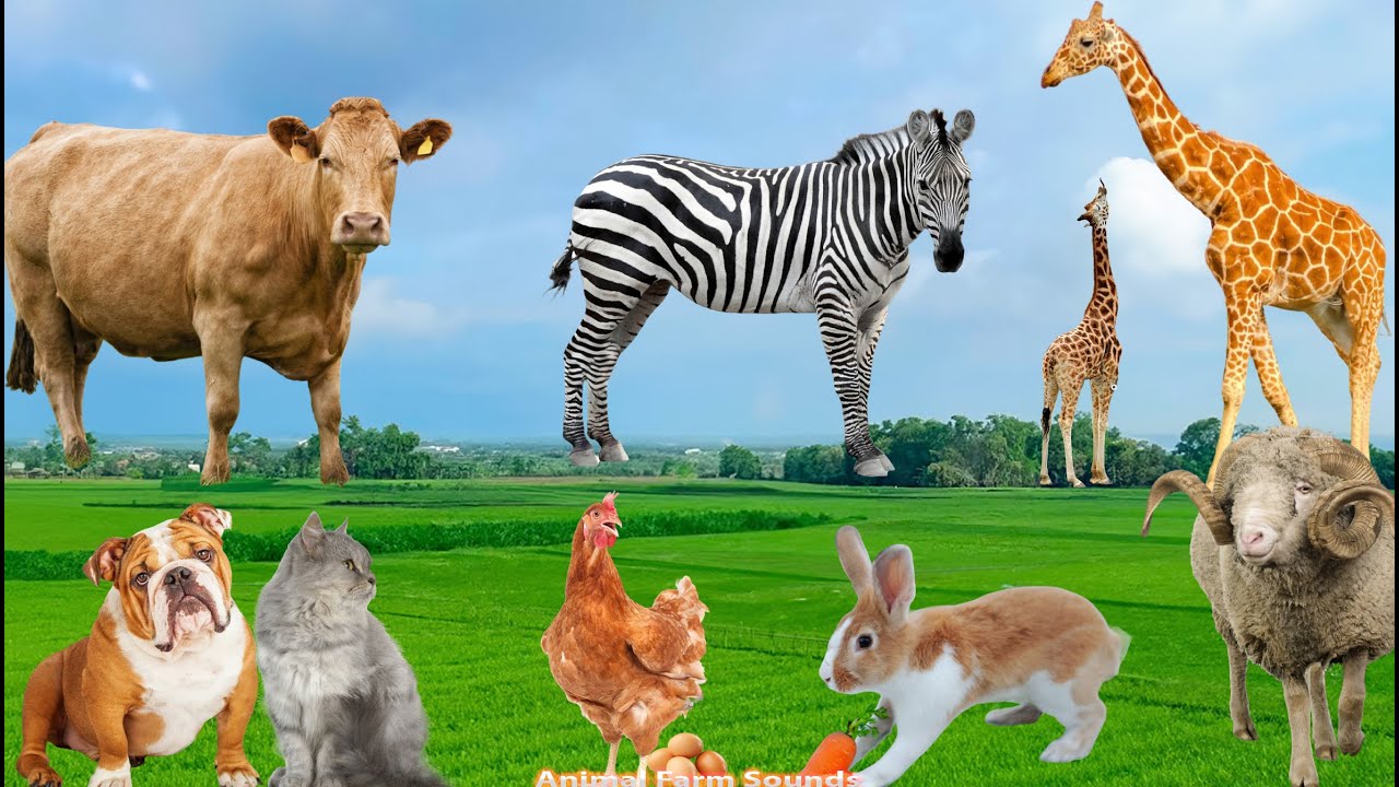 Cute Animal Sounds: Rabbit, Pig, Goat, Chicken, Dog, Cat - Animal Videos