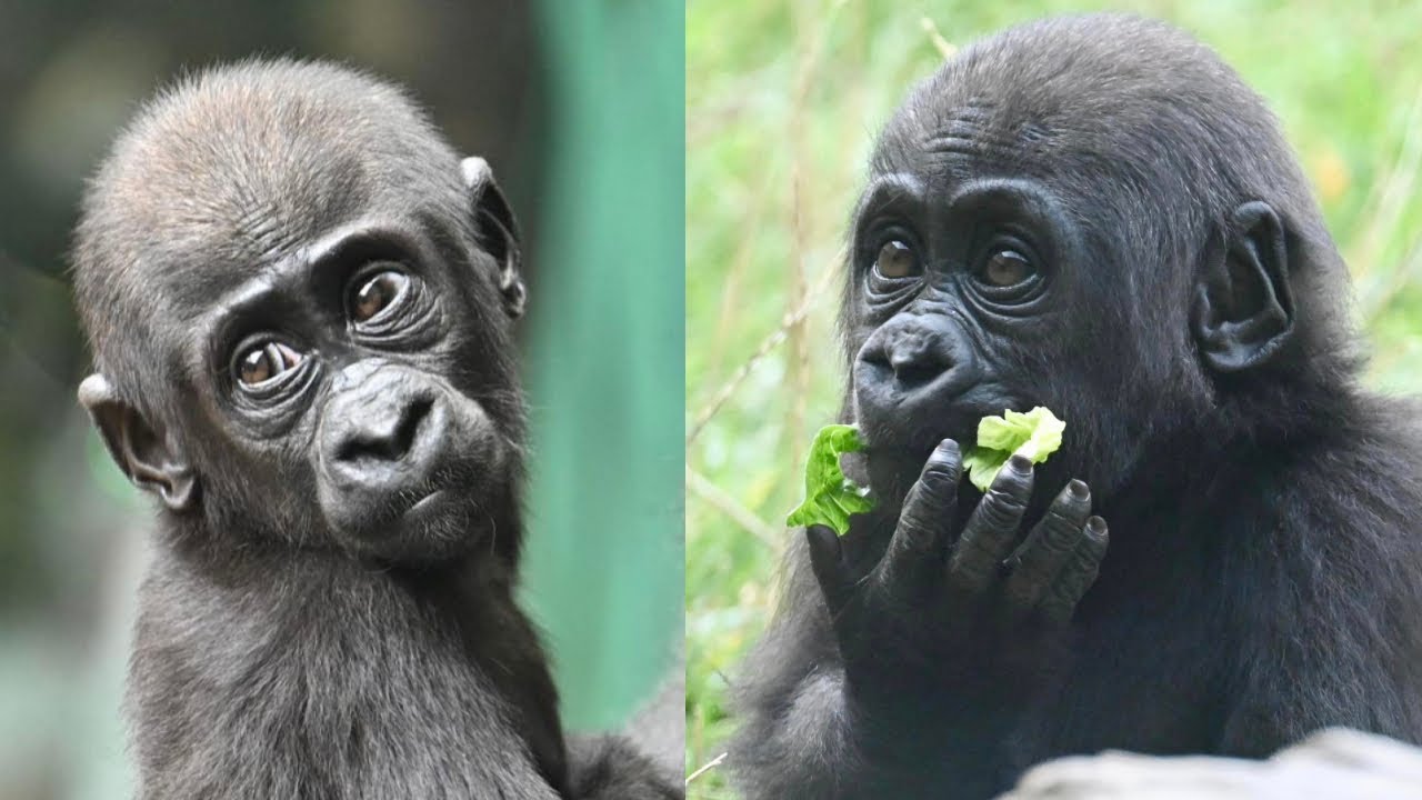 Juno & Venus: Baby Gorillas Growing Up Wild