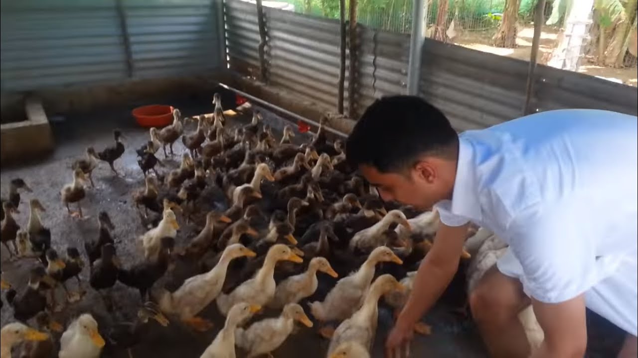 Duck farm  in kerala  Tharavu, thrisur ,kerala,