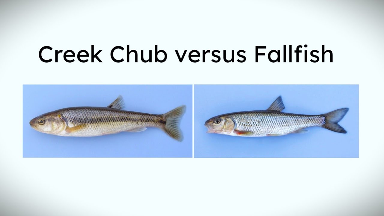 Creek Chub or Fallfish?  How to Identify These Fish and Tell Them Apart!