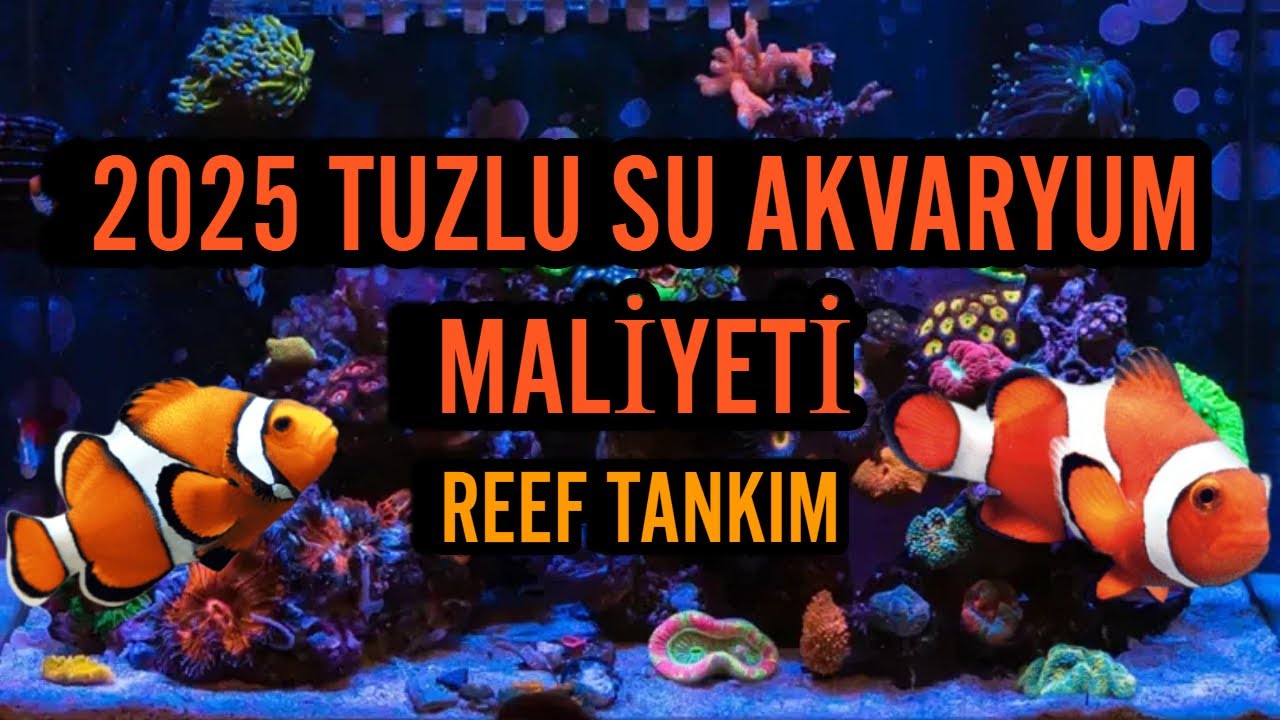 2025 TUZLU SU AKVARYUM MALİYETİ VE REEF TANKIM